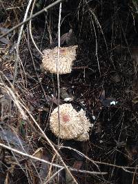 Chlorophyllum olivieri image