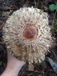 Chlorophyllum olivieri image