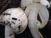 Agaricus hondensis image