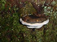 Ganoderma applanatum image