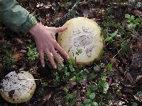 Amanita vernicoccora image