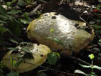 Amanita vernicoccora image