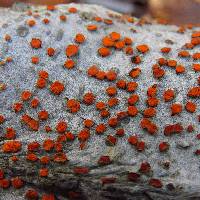 Nectria cinnabarina image