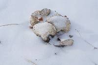 Polyporus squamosus image