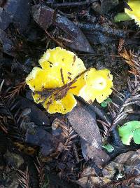 Hygrocybe chlorophana image