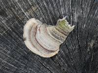 Trametes versicolor image