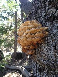 Laetiporus gilbertsonii image