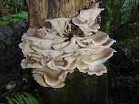 Pleurotus ostreatus image