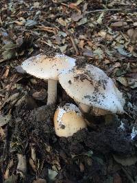 Amanita velosa image