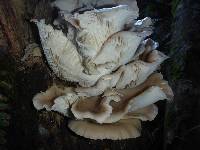 Pleurotus ostreatus image