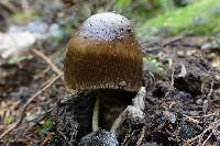 Amanita pekeoides image