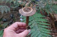 Amanita pekeoides image