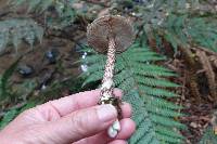 Amanita pekeoides image