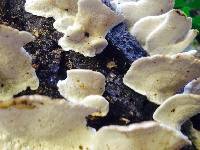 Trametes versicolor image