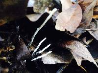 Xylaria hypoxylon image