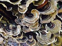 Trametes versicolor image