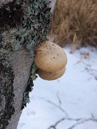 Fomitopsis betulina image