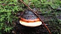 Fomitopsis pinicola image