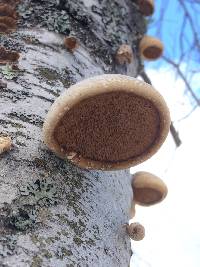 Fomitopsis betulina image