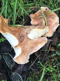 Leucopaxillus gentianeus image