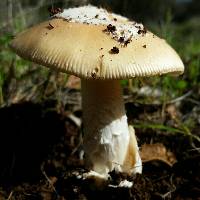 Amanita velosa image