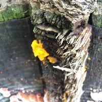 Tremella aurantia image