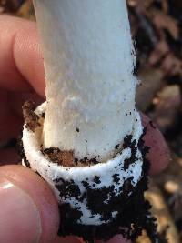 Amanita pantherina image