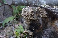 Trametes versicolor image