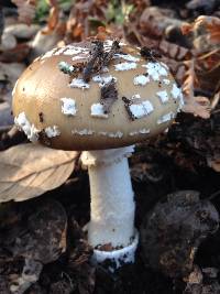 Amanita pantherina image