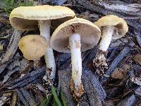 Agrocybe praecox image