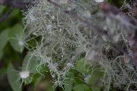 Usnea intermedia image