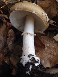 Amanita pantherina image