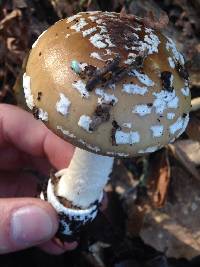 Amanita pantherina image