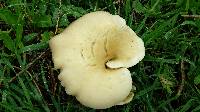 Pleurotus eryngii image