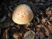 Amanita velosa image