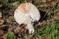 Amanita velosa image