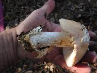 Amanita velosa image