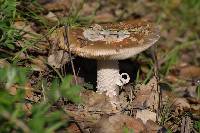 Amanita velosa image