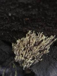 Image of Ramaria rainierensis