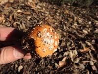 Amanita muscaria image