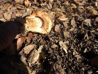 Amanita muscaria image
