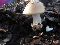 Amanita velosa image