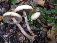 Agrocybe praecox image