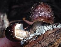 Pluteus exilis image