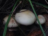 Agrocybe praecox image