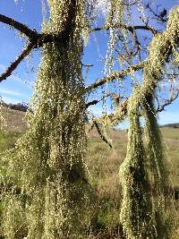 Ramalina menziesii image