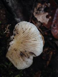 Crepidotus mollis image