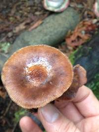 Armillaria sinapina image