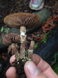 Armillaria sinapina image