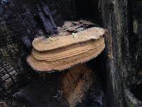 Ganoderma australe image